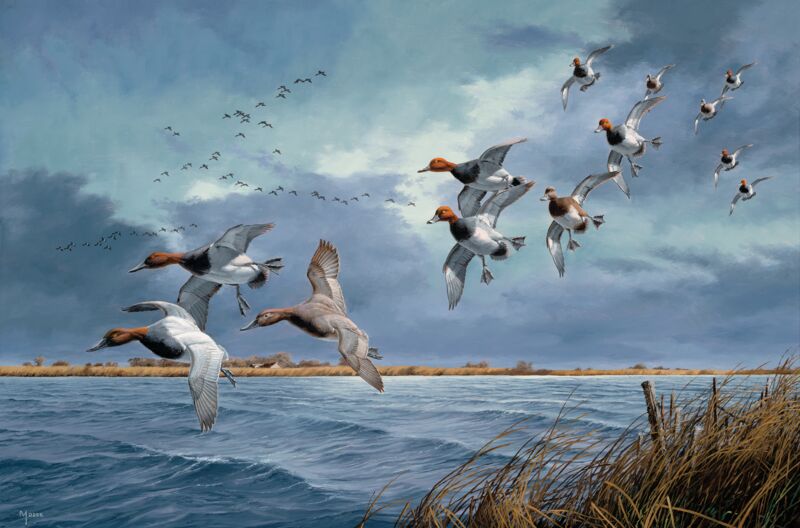 Turbulence Over Delta Marsh—Canvasbacks