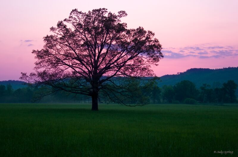 Twilight - Tree