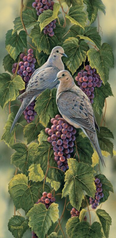 Vineyard—Mourning Doves