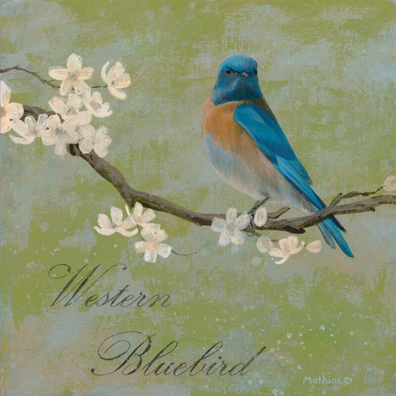 Western Bluebird