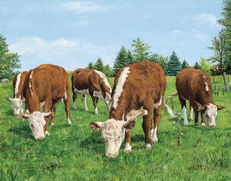 What's Your Beef?—Hereford Cows