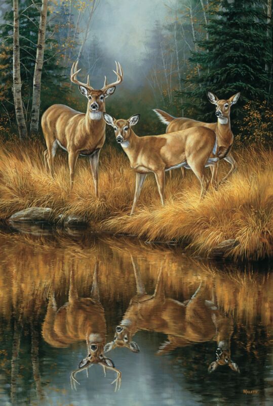 Whitetail Reflections-Whitetail Deer