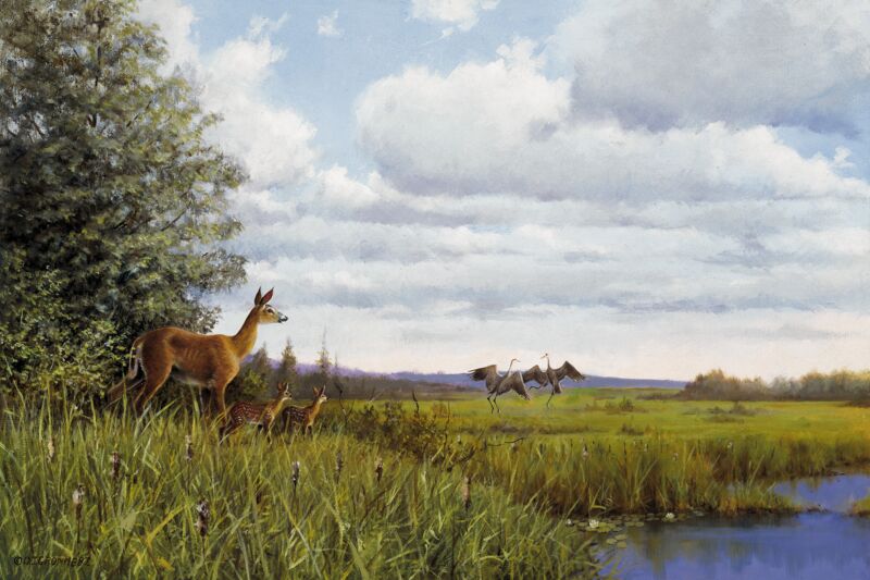 Whitetails and Dancing Cranes