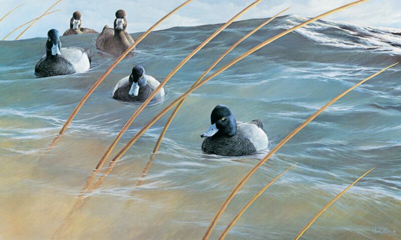 Windy Waters-Scaup