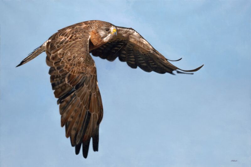 Wingman—Swainsons Hawk