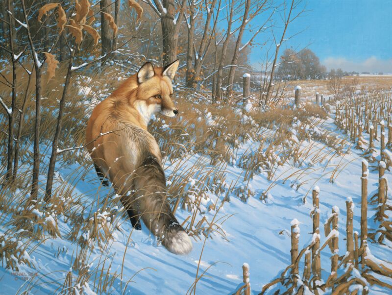 Winter—Red Fox