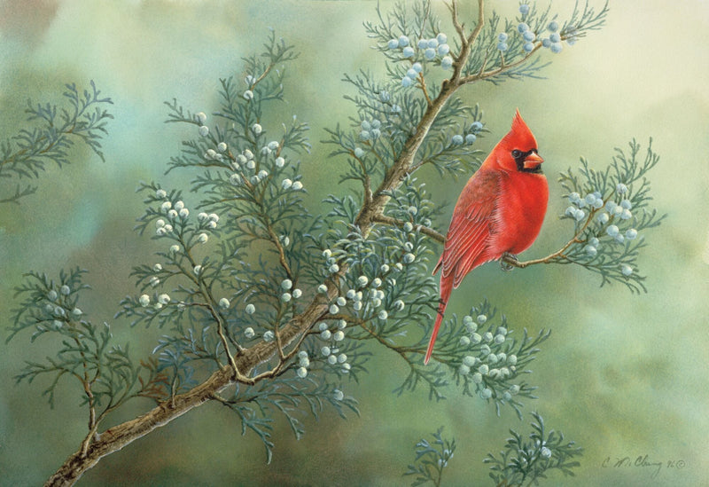 Winter Cardinal by Catherine McClung