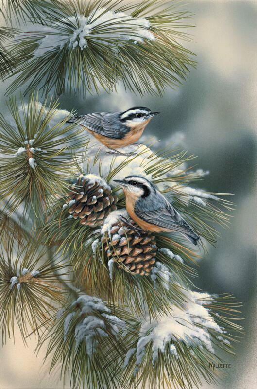 Winter Gems—Nuthatches