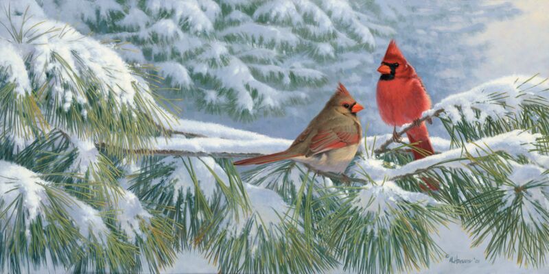 Winter Light—Cardinals