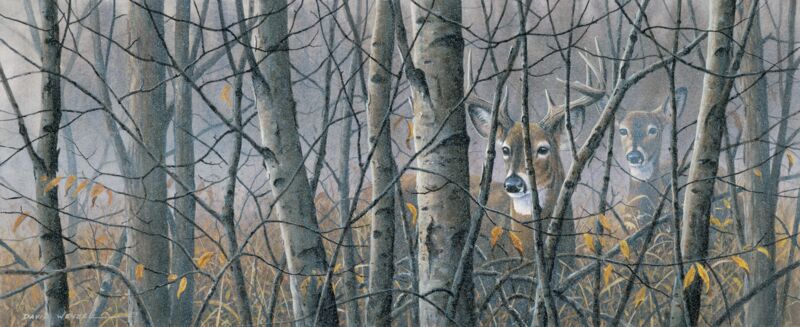 Woodland Dawn—Whitetail Deer