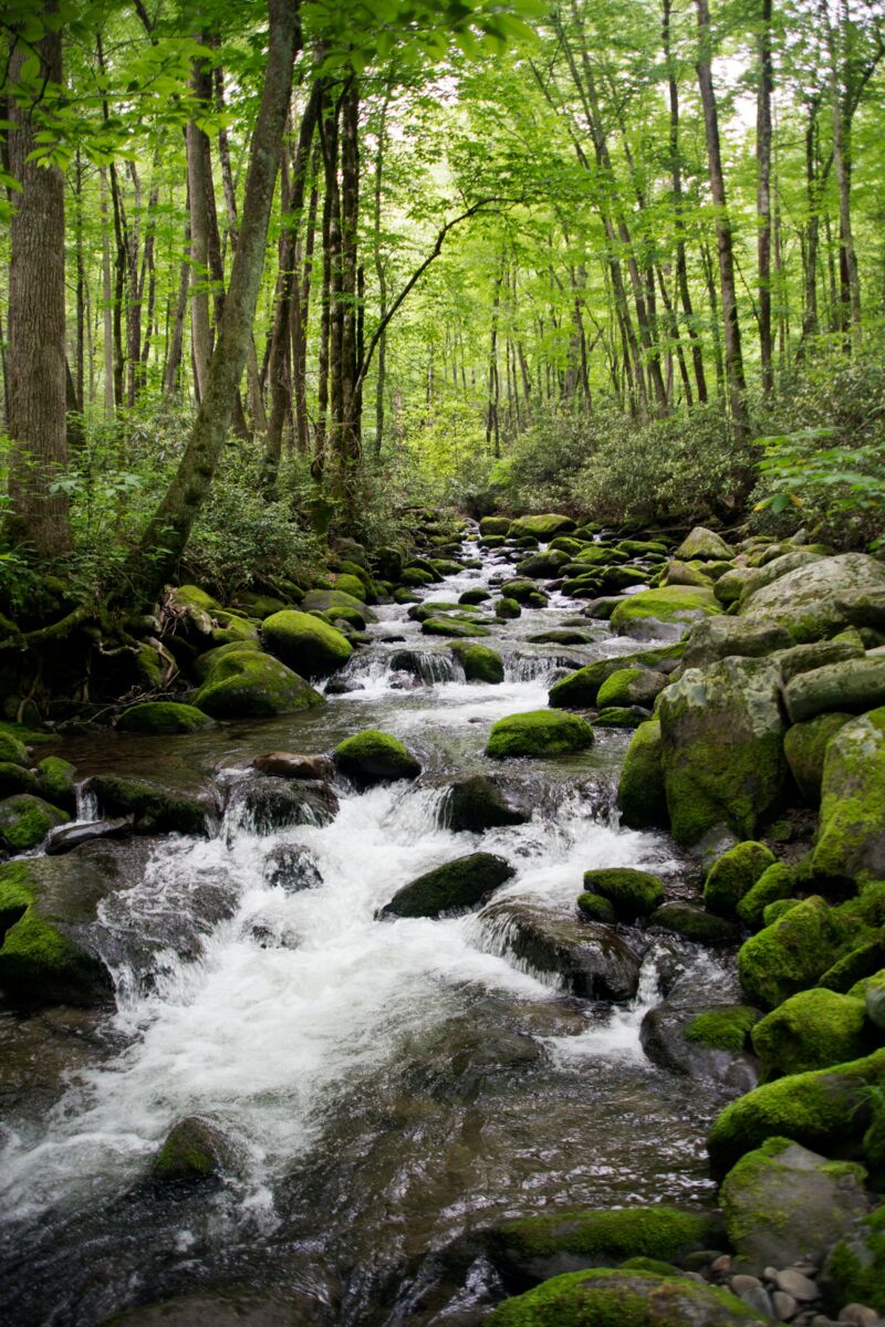 Woodland Stream