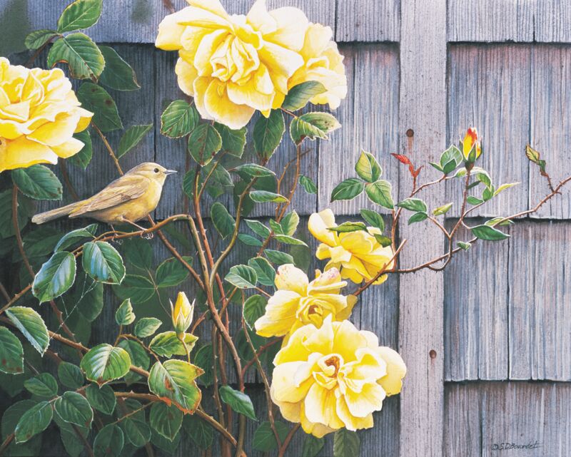 Yellow Roses—Yellow Warbler