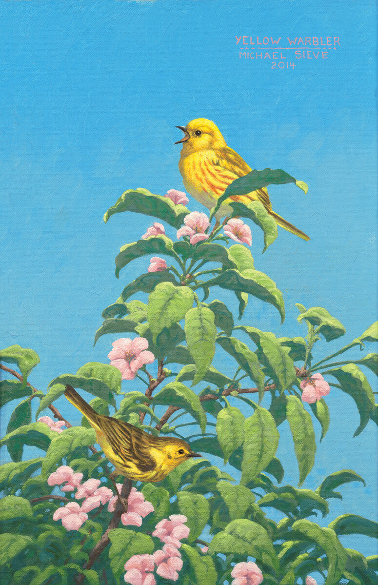 Yellow Warbler