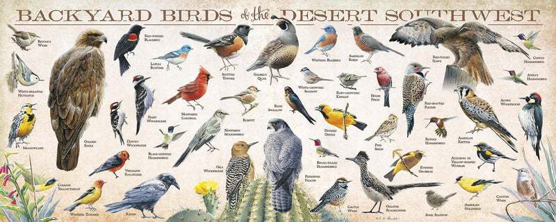 Backyard Birds of the Desert Southwest by Susan Bourdet