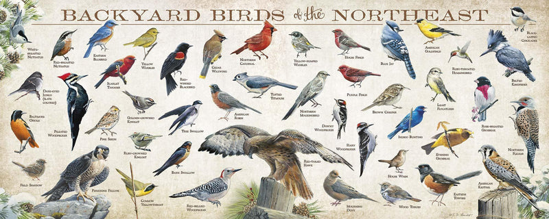 Backyard Birds of the Northeast by Susan Bourdet