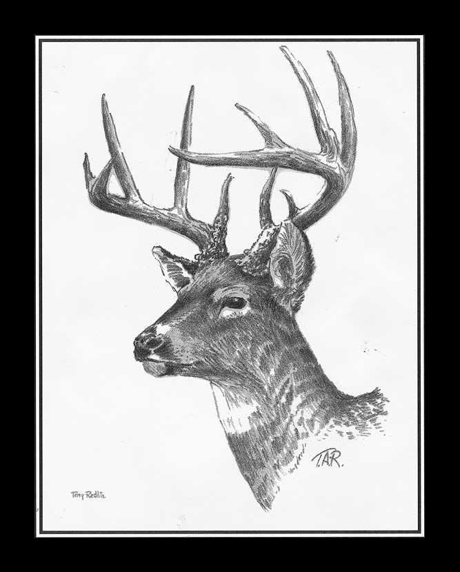 Whitetail Deer