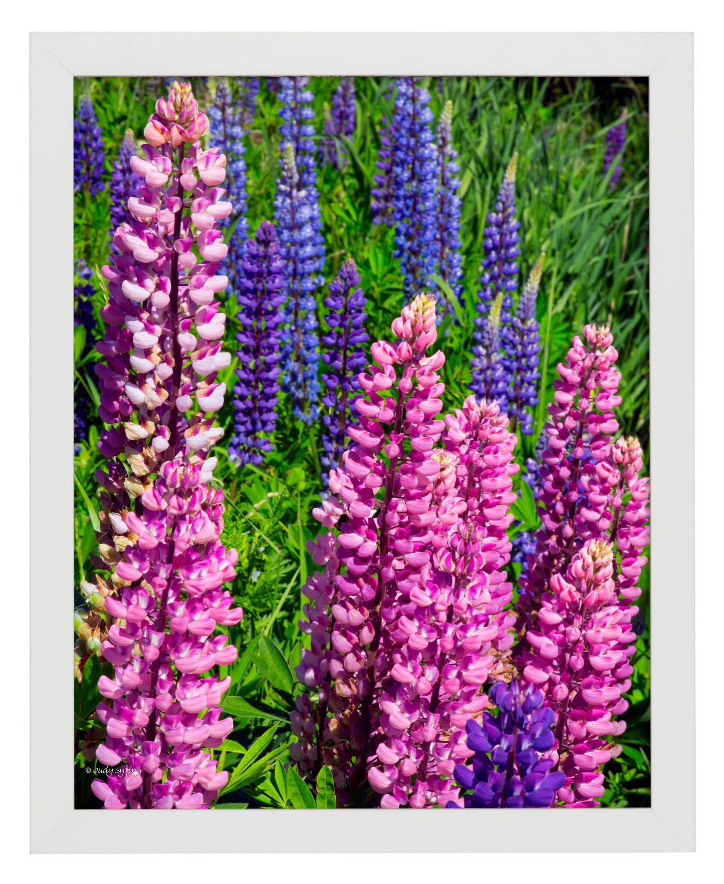 168468_11x14_Mixed Lupine_FRA_Print_WF.jpg