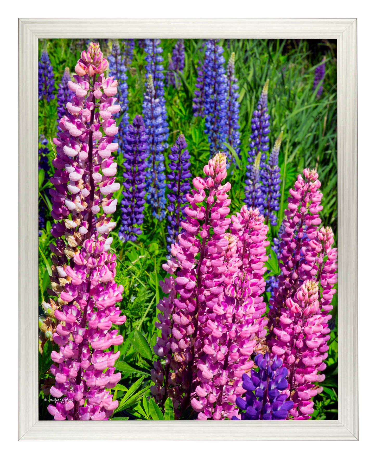 168469_11x14_Mixed Lupine_FRA_Print_SF.jpg