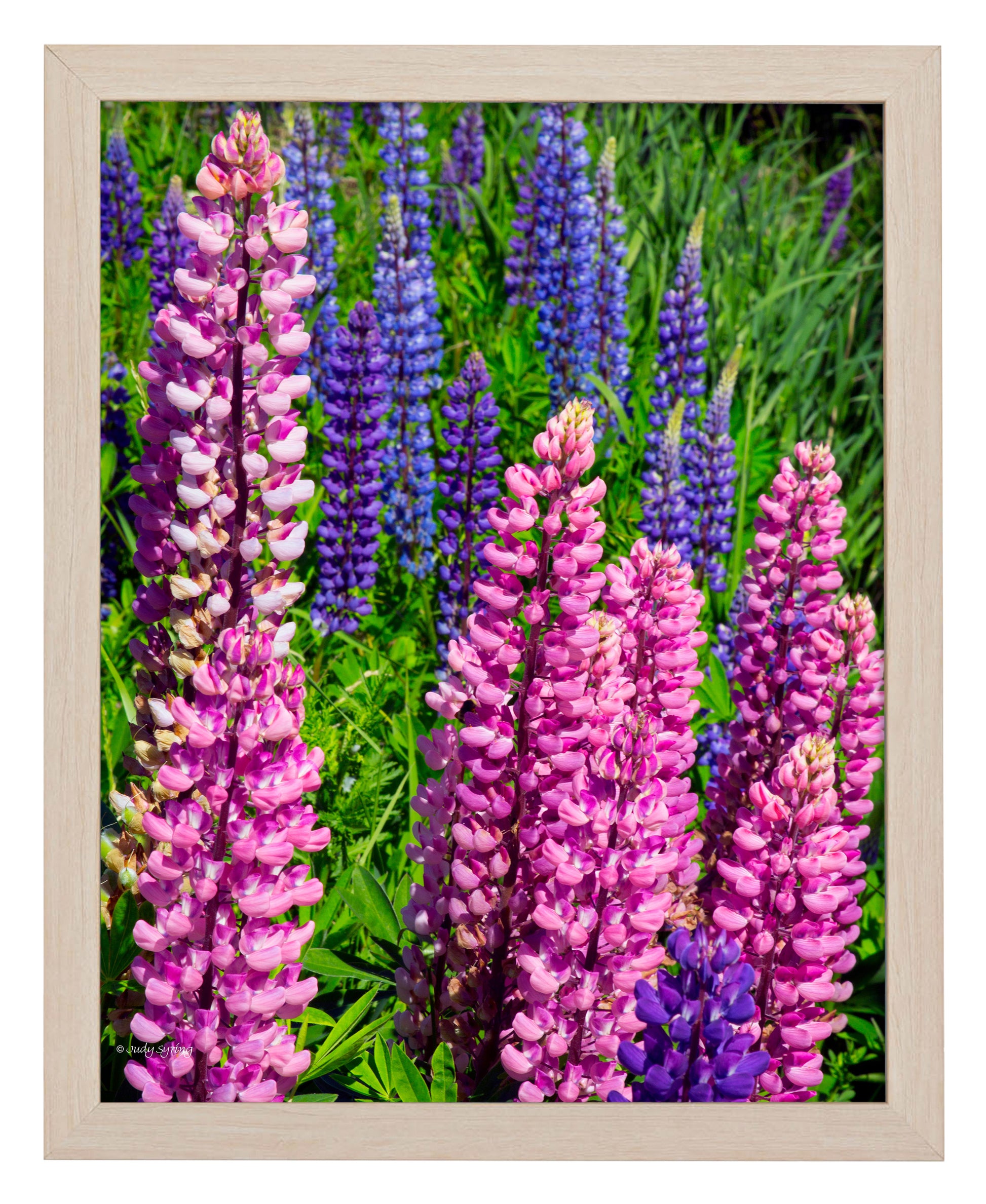 168470_11x14_Mixed Lupine_FRA_Print_SF.jpg