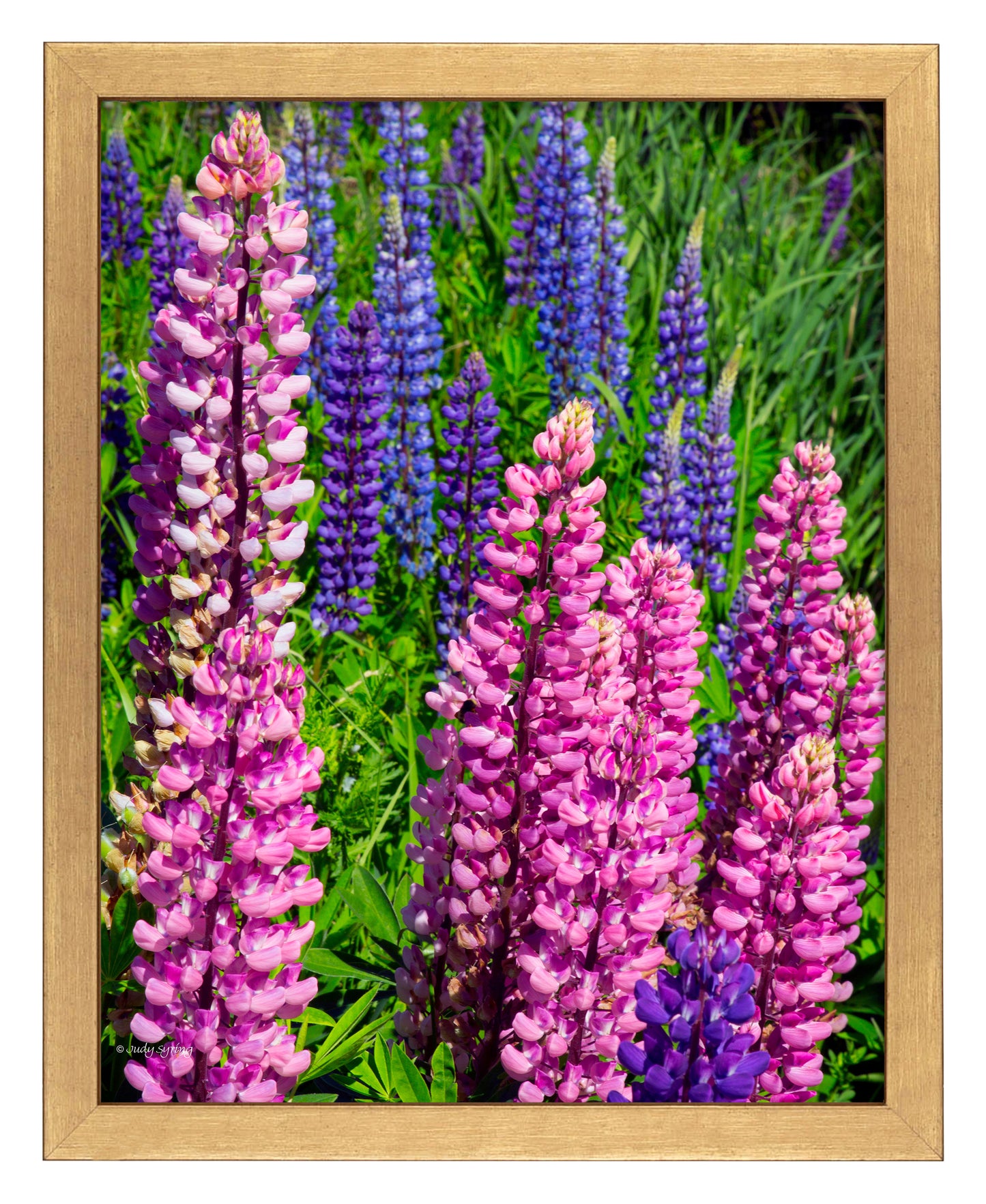 168471_11x14_Mixed Lupine_FRA_Print_GF.jpg