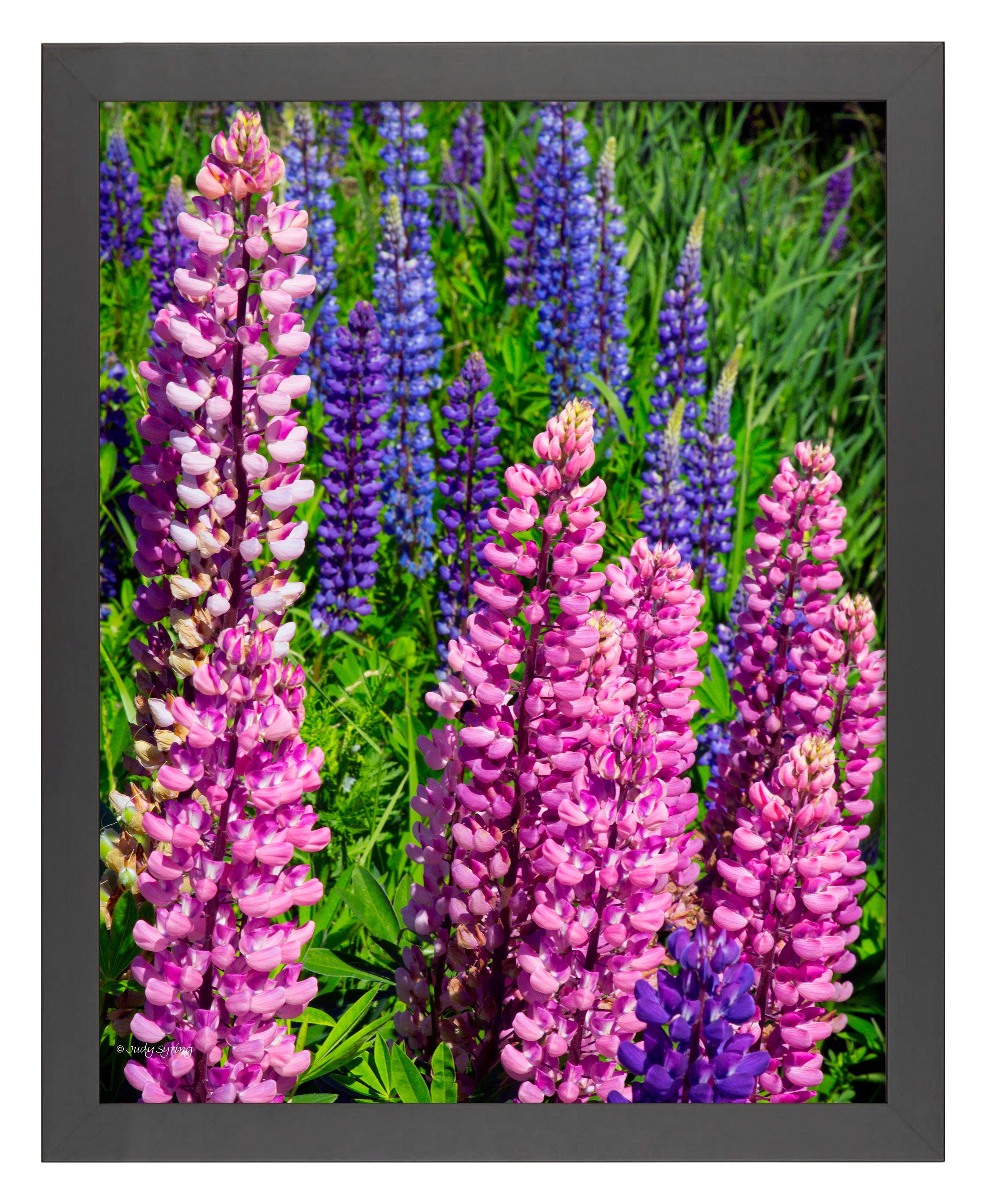 Mixed Lupine - Art Prints – Wild Wings