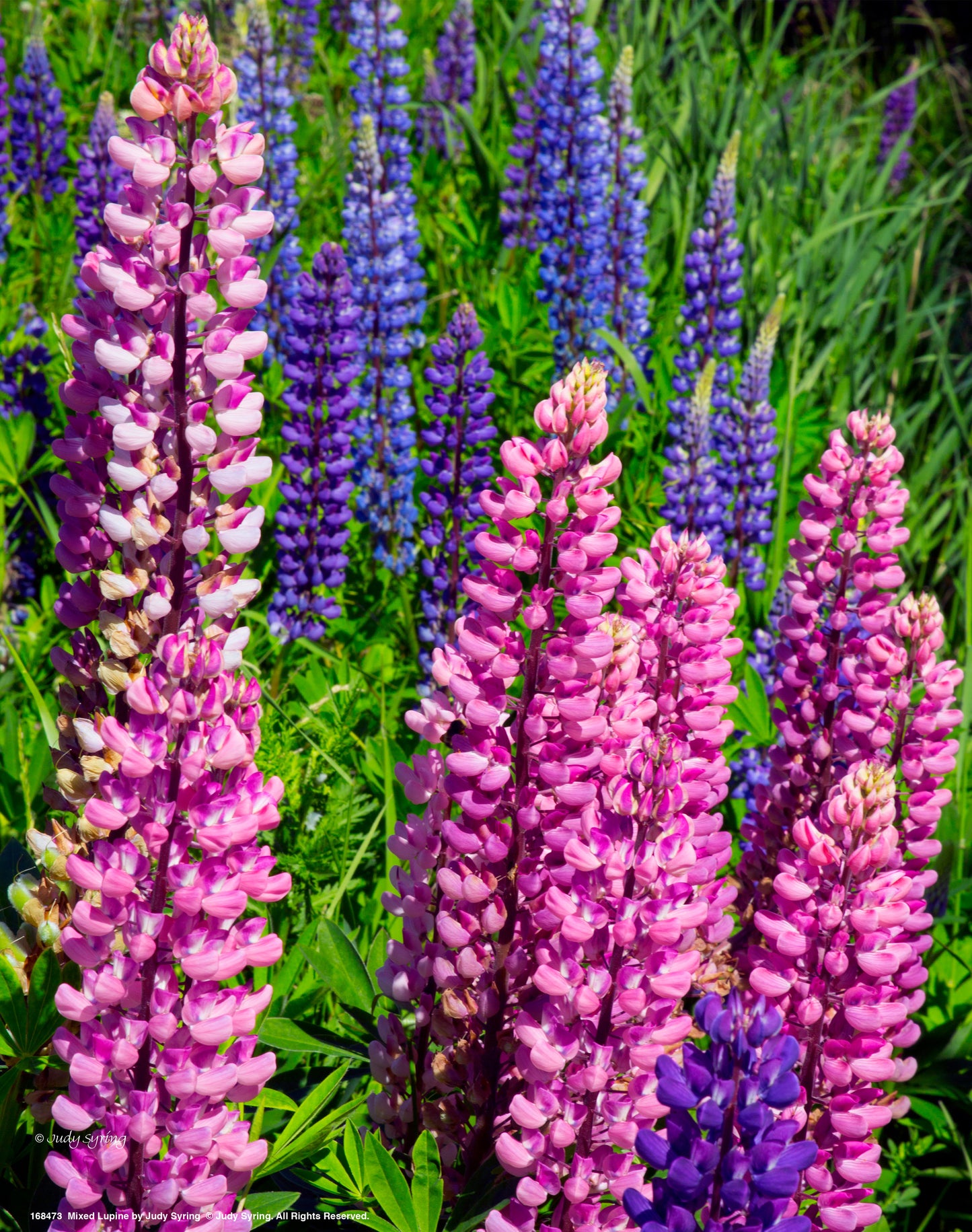 168473_11x14_Mixed Lupine_Art Print.jpg