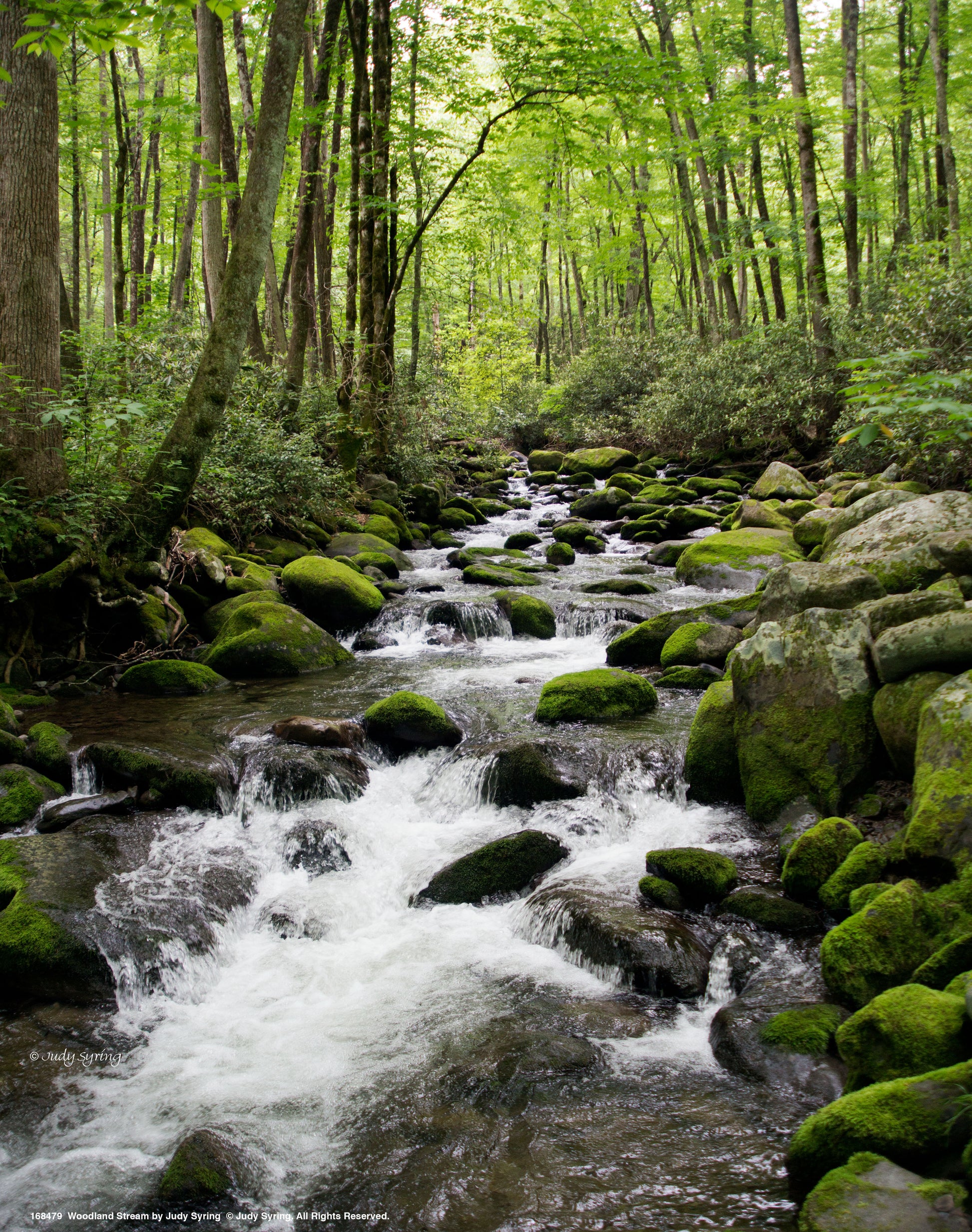 168479_11x14_Woodland Stream_Art Print.jpg