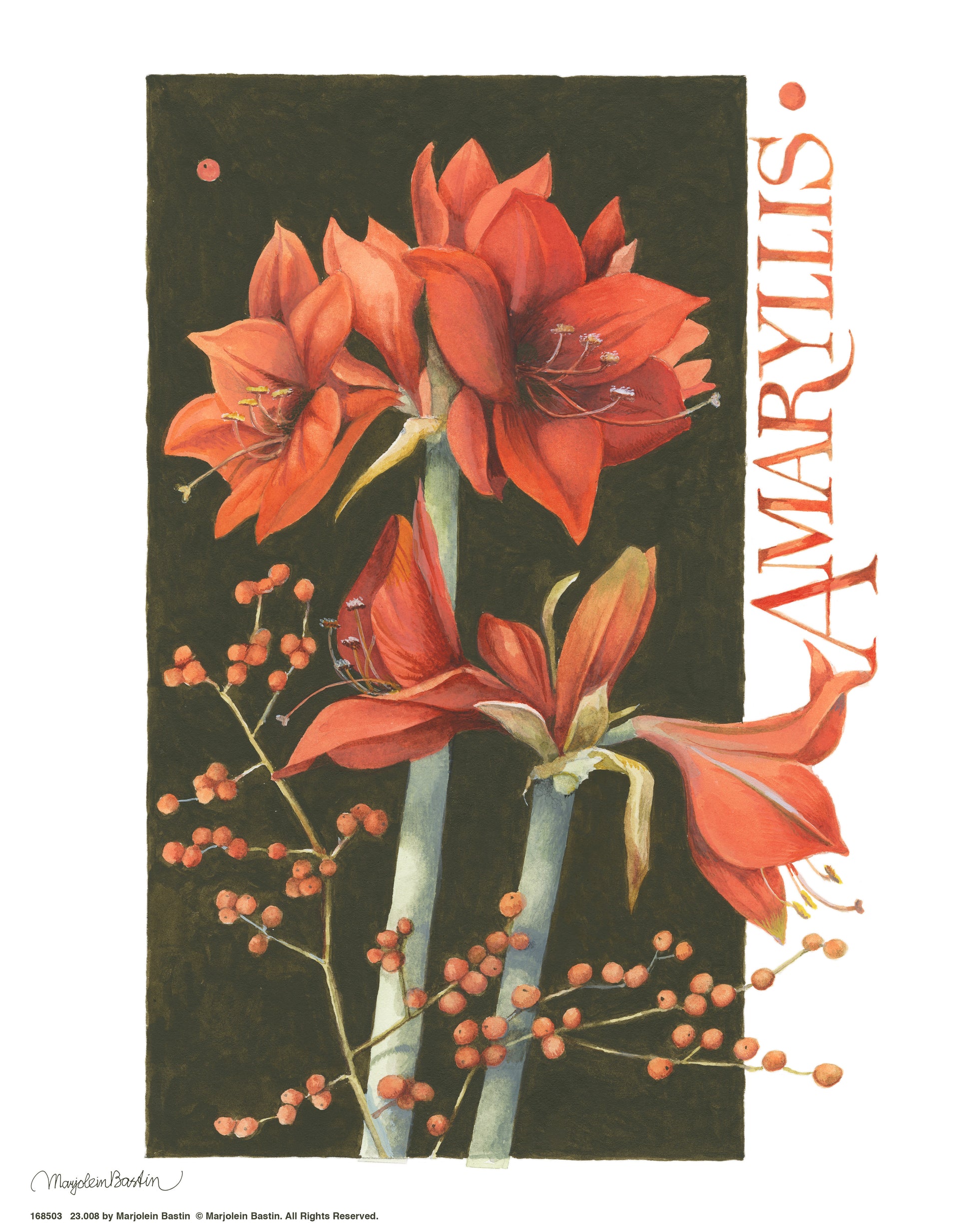 168498_11x14_ Amaryllis_Art Print.jpg