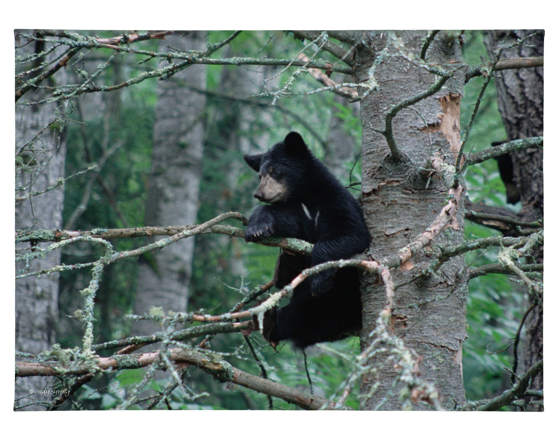 168931_Black Bear Cub_18x13_F_CGW.jpg