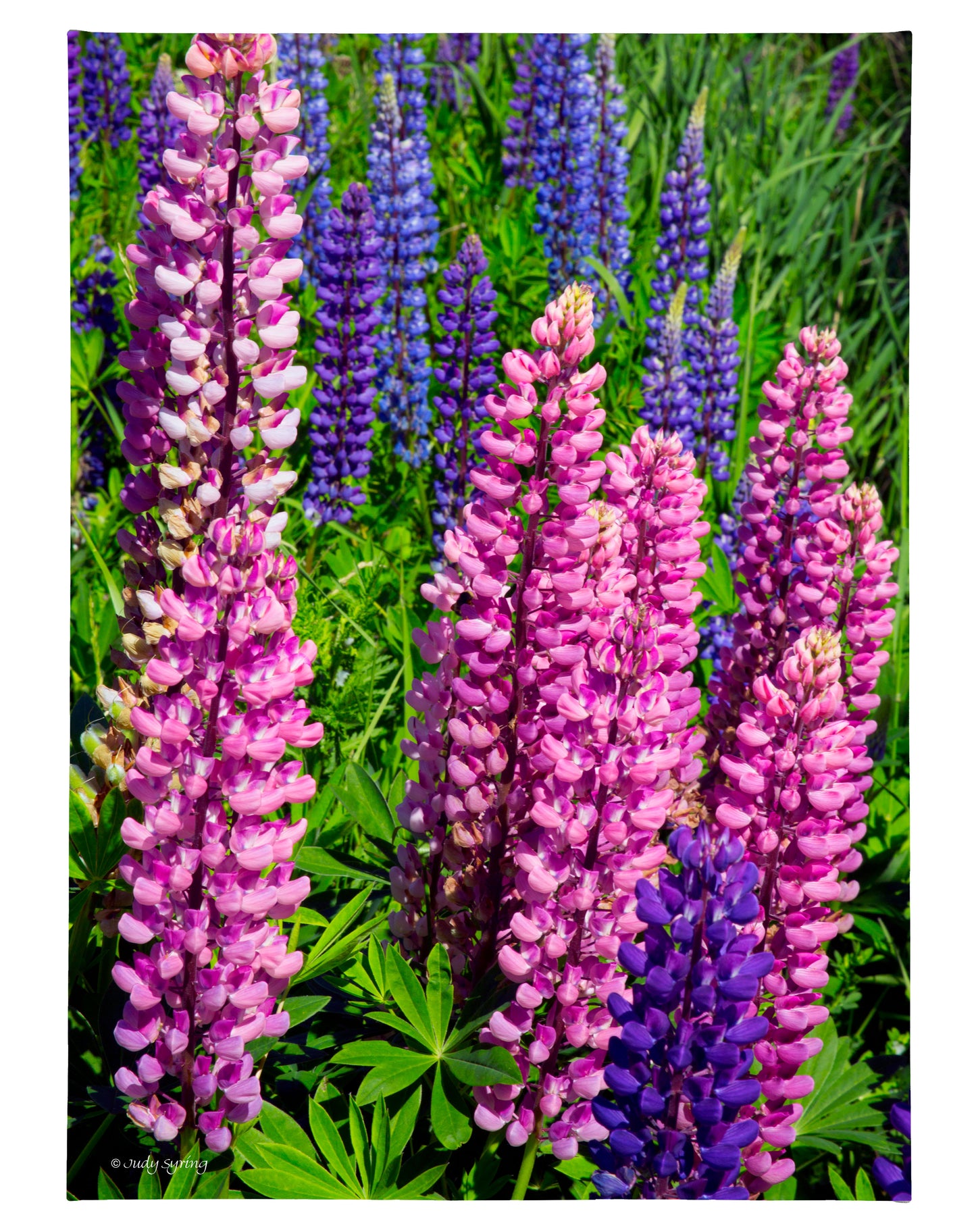 168932_Mixed Lupine_18x13_F_CGW.jpg