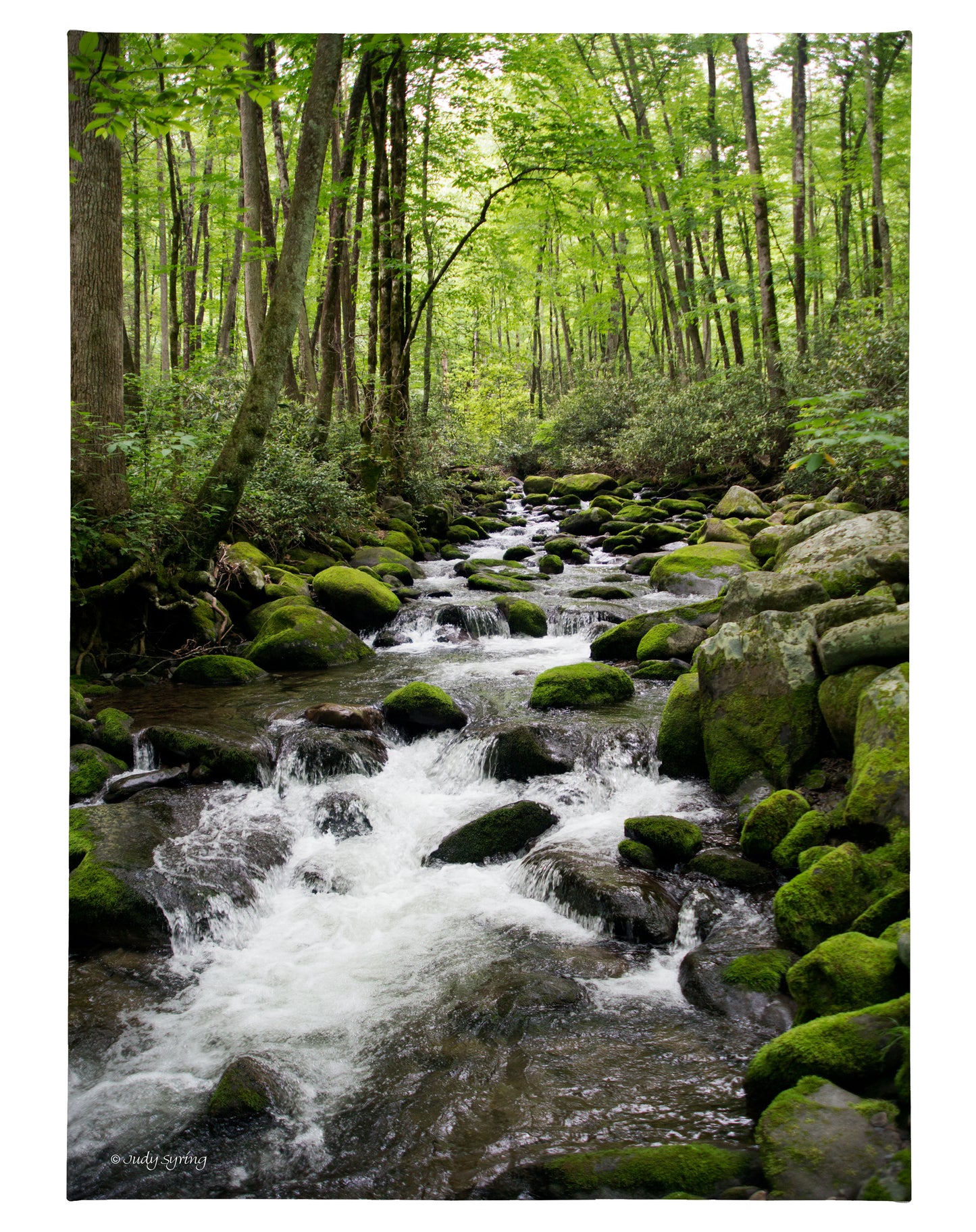 168933_Woodland Stream_18x13_F_CGW.jpg