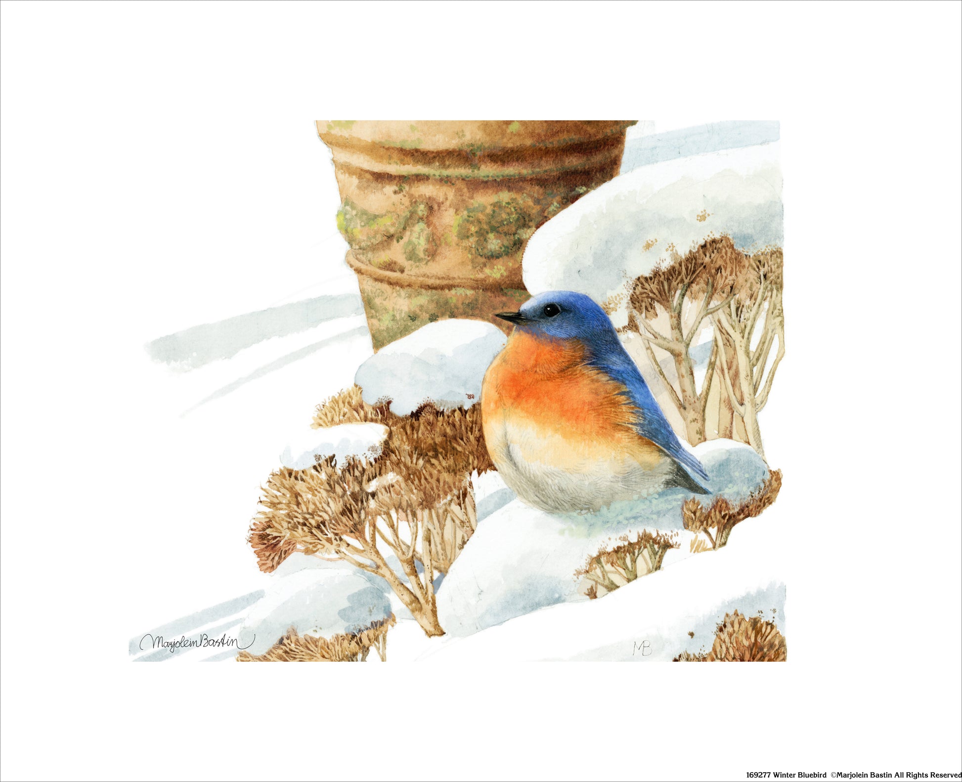 169277_Winter Bluebird.jpg