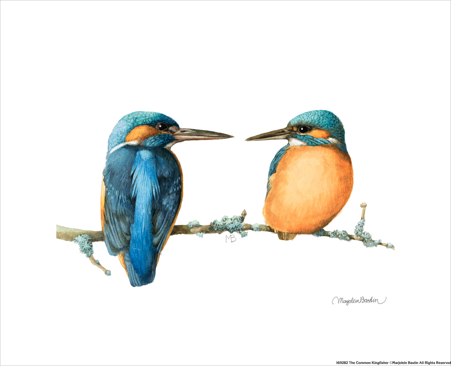 169282_The Common Kingfisher.jpg