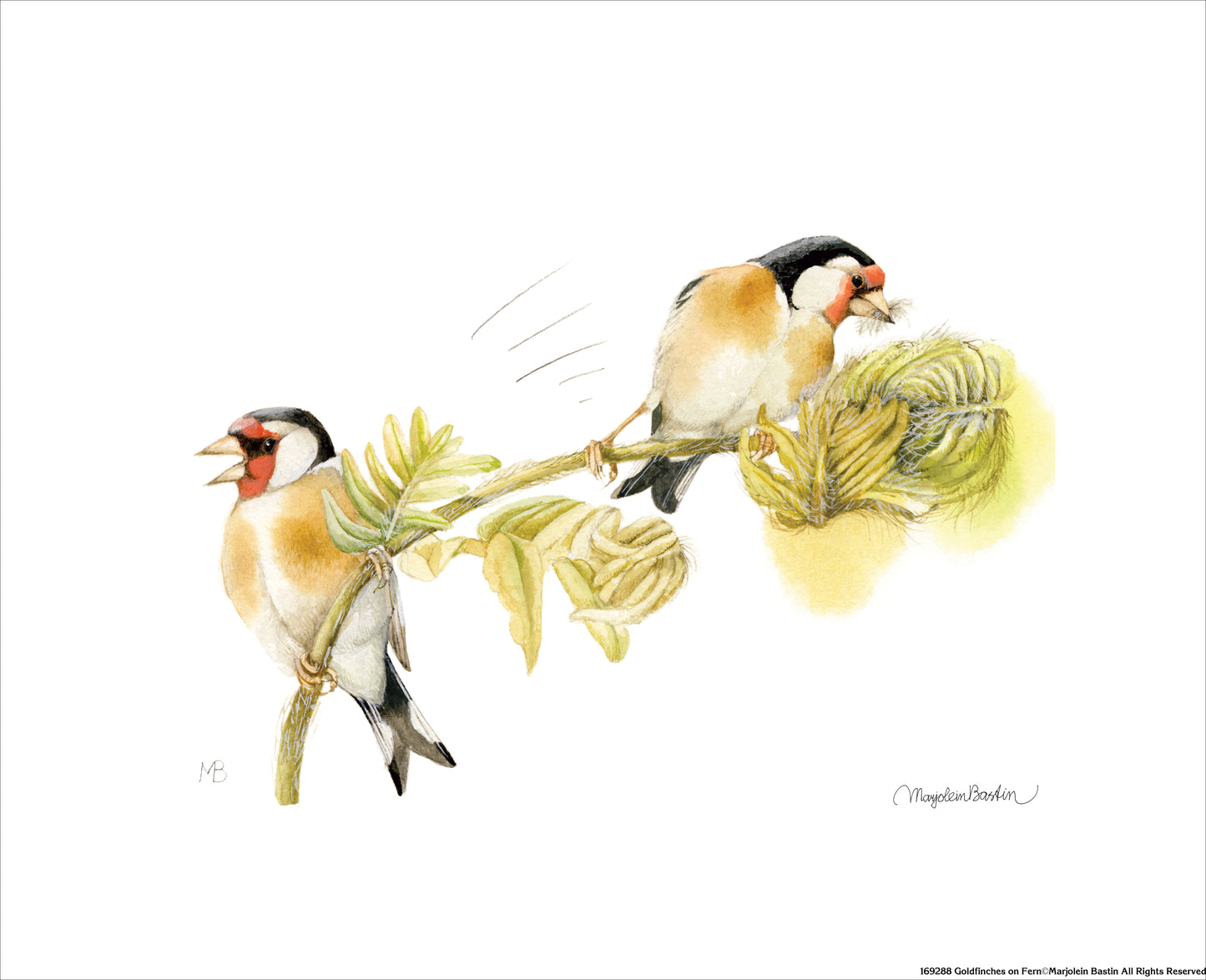 169288_Goldfinches on Fern.jpg