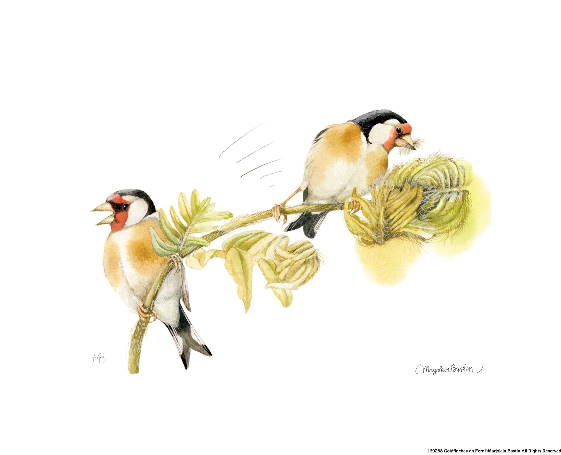 169288_Goldfinches on Fern.jpg