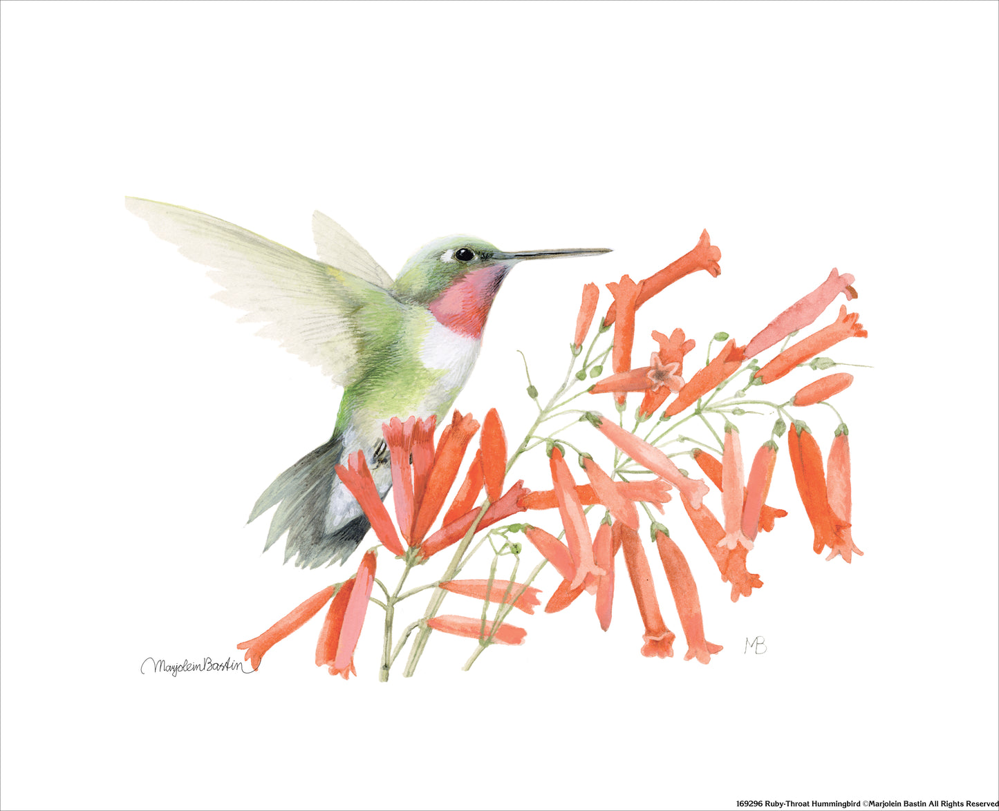 169296_Ruby-Throat Hummingbird.jpg