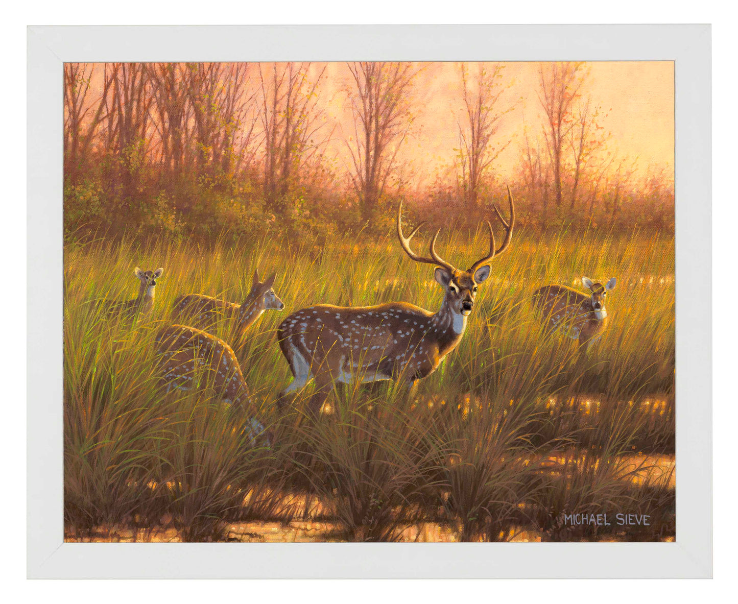 169840_FRA Chital Deer 11X14_WF.jpg