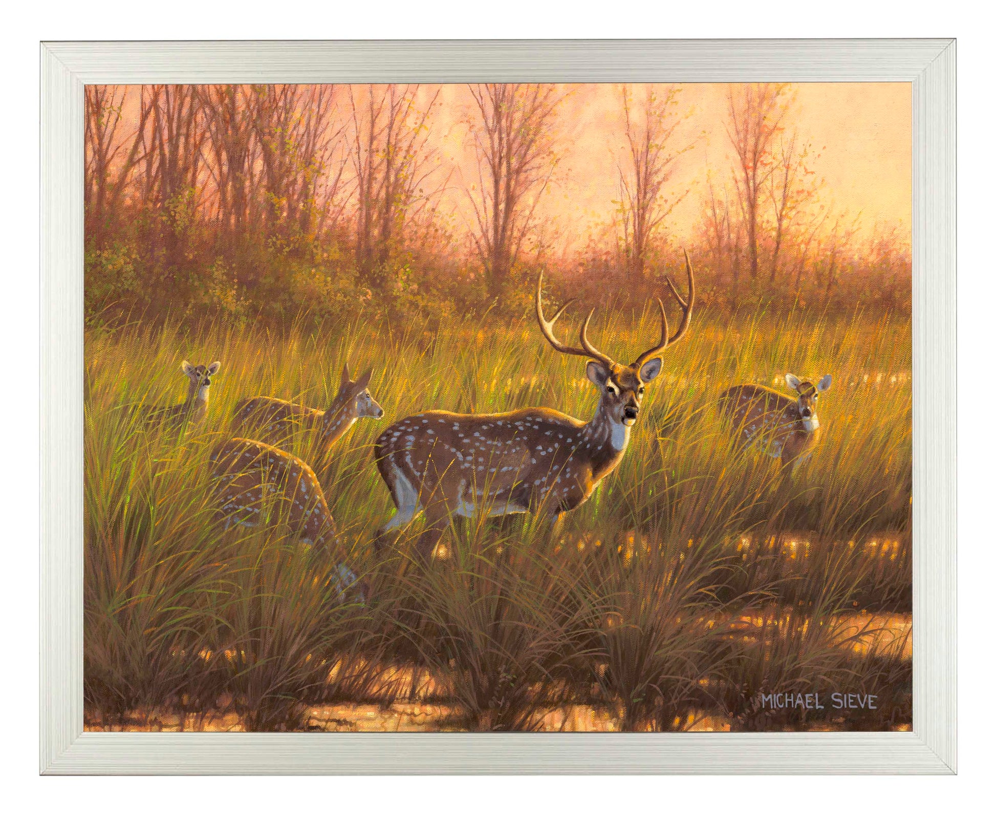 169841_FRA Chital Deer 11X14_SF.jpg