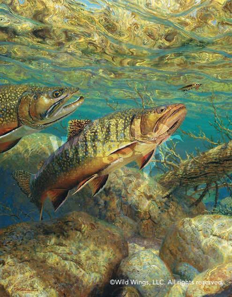 The Competitors—Brook Trout - Limited Edition Paper