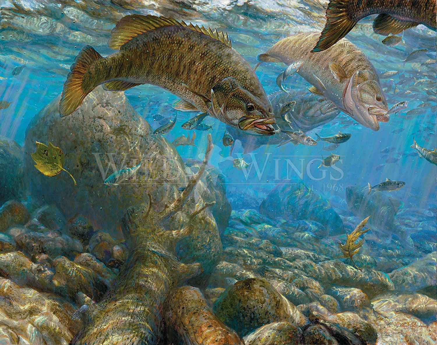 Cartwheeling - Fish Limited Edition Print by Mark A Susinno