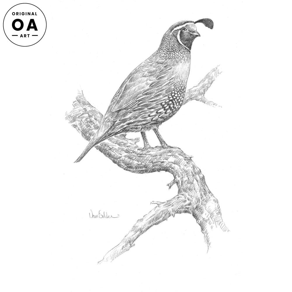 Quail Original Pencil Drawing – Wild Wings