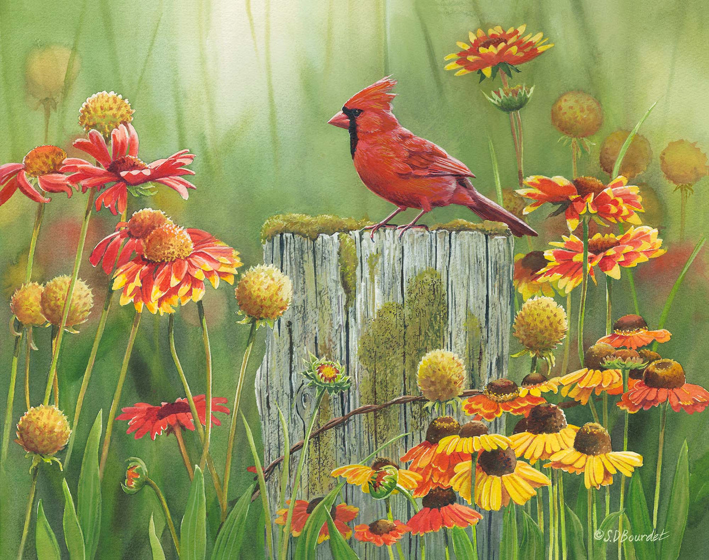 MidSummerMeadow-Cardinal.jpg