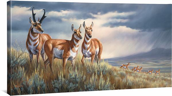 approaching-storm-pronghorns-gallery-wrapped-canvas-rosemary-millette-F593024467CGW_2def486f-f264-4f3a-8ffe-553d64e8d956.jpg