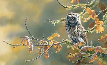 autumn-oak-screech-owl-by-susan-bourdet-1085699030_3c7f0d6b-80c2-491a-b89c-0aa8d5eb2f3f.jpg