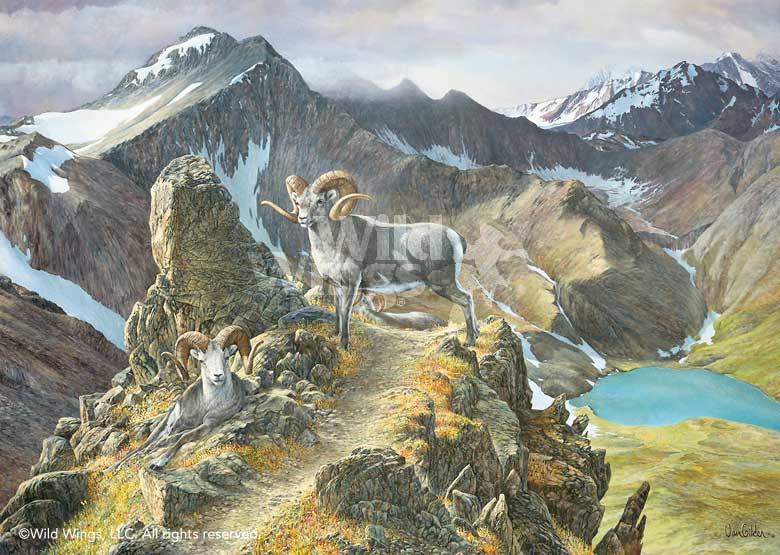 bighorn-sheep-art-pinnacle-by-ron-van-gilder-1913615070d_f56c0a2b-dba2-4717-aa8e-0267c926daa4.jpg
