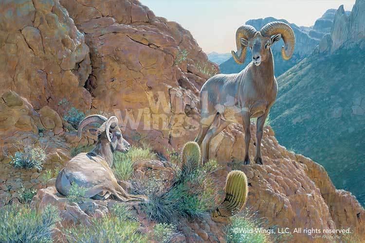 bighorn-sheep-art-print-the-overseer-by-jim-kasper-1423551470d_160573a0-7c3e-4c14-b454-750c3ed9e639.jpg