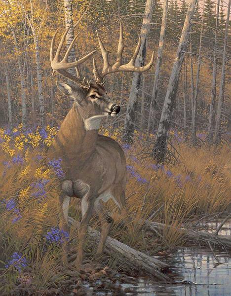 border-wars-white-tailed-deer-canvas-sieve-1780066265.jpg