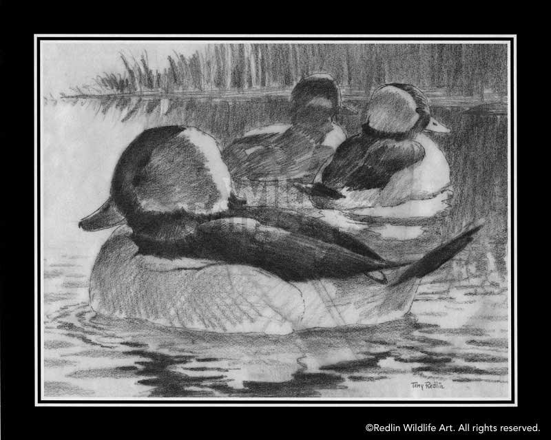 bufflehead-duck-pencil-sketch-art-print-by-terry-redlin-1701610989d_52e6f246-498b-4fe3-8287-bd2b1f06813a.jpg