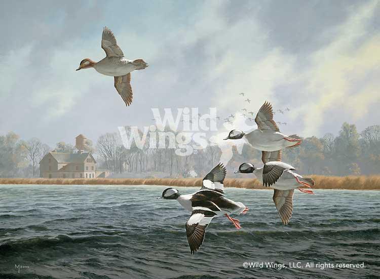 bufflehead-ducks-art-print-lake-minnetonka-by-david-maass-1540443016d_b47b6316-9b08-4db5-b5c3-13a09a21351f.jpg