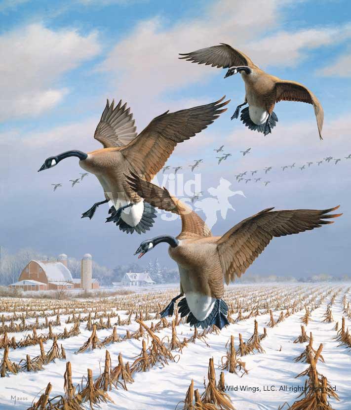 Winter Wonder Canada Geese Limited Edition Paper